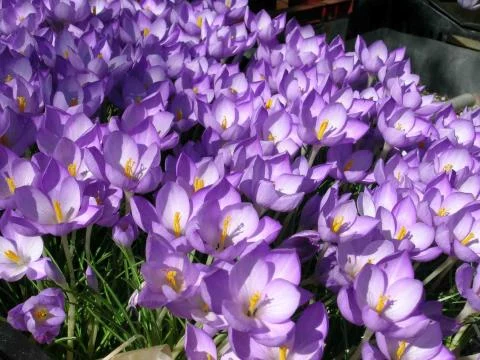 Crocus goulimyi