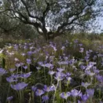 Crocus goulimyi — crocus