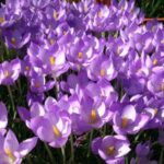 Crocus goulimyi — automne