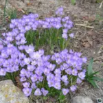 Crocus goulimyi — goulimyi