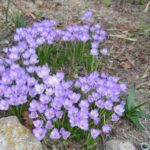 Crocus goulimyi — goulimyi