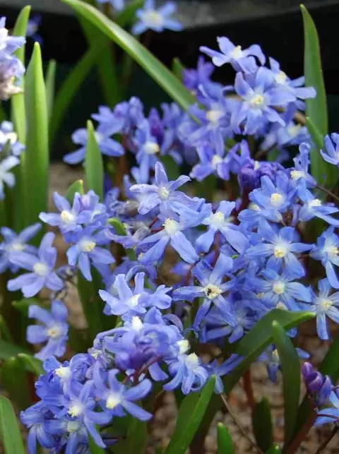 Chiniodoxa: voir genre Scilla