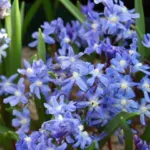 Chiniodoxa: voir genre Scilla