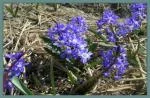 Chiniodoxa: voir genre Scilla — scilla