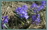 Chiniodoxa: voir genre Scilla — scilla