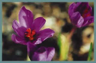 Crocus medius