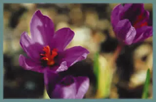 Crocus medius