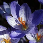 Crocus speciosus speciosus