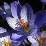 Crocus speciosus speciosus