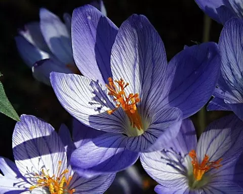 Crocus speciosus speciosus