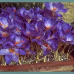 Crocus speciosus speciosus — crocus