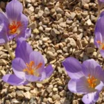 Crocus speciosus speciosus — automne