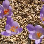 Crocus speciosus speciosus — automne