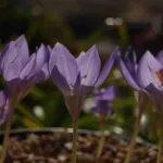 Crocus speciosus speciosus — speciosus