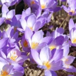 Crocus speciosus speciosus — photo 5