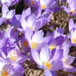 Crocus speciosus speciosus — photo 5