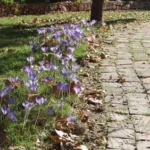 Crocus speciosus speciosus — photo 6