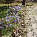 Crocus speciosus speciosus — photo 6