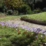 Crocus speciosus speciosus — photo 7