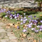 Crocus speciosus speciosus — photo 8