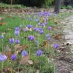Crocus speciosus speciosus — photo 9
