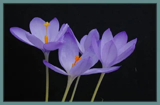 Crocus nudiflorus