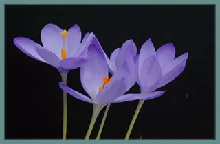 Crocus nudiflorus