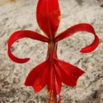 Sprekelia formosissima/100 calibre 16+