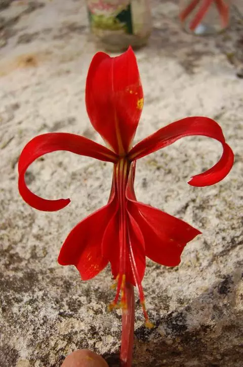 Sprekelia formosissima/100 calibre 16+
