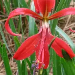 Sprekelia formosissima/100 calibre 16+ — st Jaques