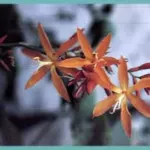 Crocosmia aurea