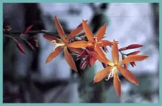 Crocosmia aurea