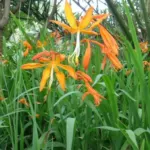 Crocosmia aurea — montbretia