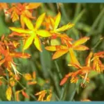 Crocosmia aurea — Crocosmia