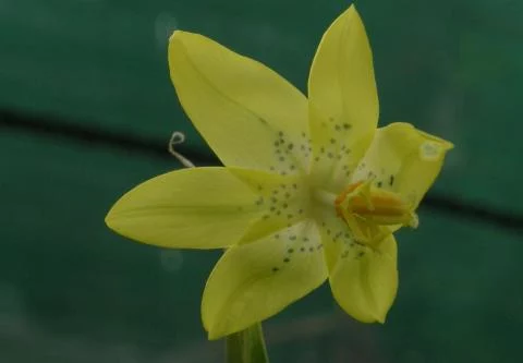 Moraea marlothii