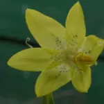 Moraea marlothii