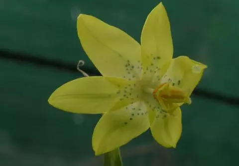 Moraea marlothii