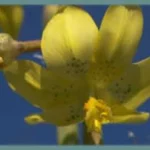 Moraea marlothii — Homeria