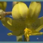 Moraea marlothii — Homeria