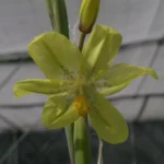 Moraea marlothii — Moraea