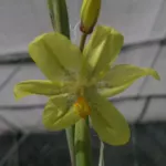 Moraea marlothii — Moraea