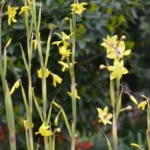 Moraea marlothii — marlothii