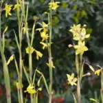 Moraea marlothii — marlothii