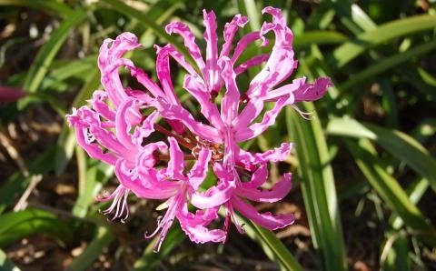 Nerine bowdenii &lsquo;Pink Triumph &lsquo;