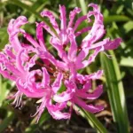 Nerine bowdenii ‘Pink Triumph ‘