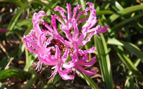 Nerine bowdenii ‘Pink Triumph ‘