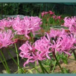 Nerine bowdenii &lsquo;Pink Triumph &lsquo; — photo 2