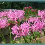 Nerine bowdenii ‘Pink Triumph ‘ — Nerine