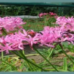 Nerine bowdenii &lsquo;Pink Triumph &lsquo; — photo 3
