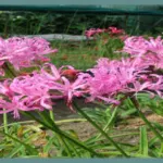 Nerine bowdenii ‘Pink Triumph ‘ — bowdenii
